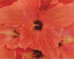 Hibiscus Cluster II by Karol King