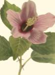 Hibiscus I by Kristin Cooke