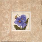 Himalayan Poppy by Gloria Eriksen