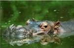 Hippopotamus