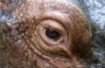 Hippopotamus