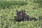 Hippopotamus