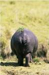 Hippopotamus