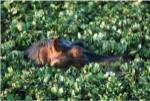 Hippopotamus