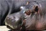 Hippopotamus