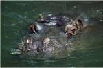 Hippopotamus