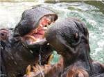 Hippopotamus at Barcelona Zoo