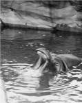 Hippopotamus (Hippopotamus amphibius) in water