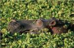 Hippopotamus in Water