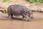 Hippopotamus pod relaxing, Mara River, Maasai Mara, Kenya, Africa by Martin Zwick / Danita Delimont