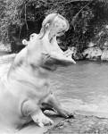 Hippopotamus yawning