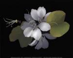 Hong Kong Orchid by Rosemarie Stanford
