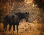 Horse And The Haystack by Jai Johnson