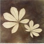 Horse Chestnut Leaf by Alexandra Bex