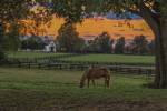Horse Farm Sunset by Galloimages Online