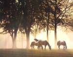 Horses in the Mist by Monte Nagler