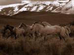 Horses Running I by Robert Dawson