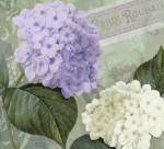 Hortensia 1 by Color Bakery