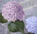 Hortensia 2 by Color Bakery