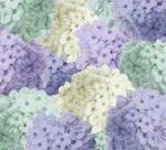 Hortensia Groundless Cool Tones by Color Bakery