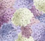 Hortensia Groundless Warm Tones by Color Bakery