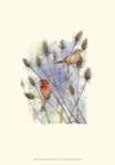 House Finches by Janet Mandel