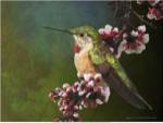 Hummer with Blossoms by Chris Vest