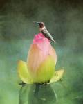 Hummingbird And The Lotus Flower by Jai Johnson