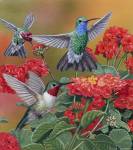 Hummingbirds & Flowers by William Vanderdasson