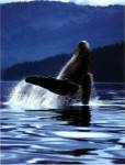 Humpback Whale by Art Wolfe