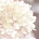 Hydrangea Dream I by Laura Marshall