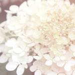 Hydrangea Dream II by Laura Marshall