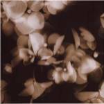 Hydrangeas by Melissa Springer