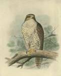 Iceland Falcon by F.W. Frohawk