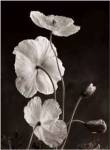 Iceland Poppies I by Sondra Wampler