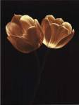 Illuminated Tulips II by Ilona Wellmann