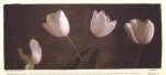 Illuminating Tulips III by Judy Mandolf