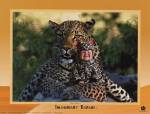 Imaginary Safari Leopar by Tom Arma