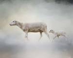 In My Mothers Footsteps Sheep and Lamb by Jai Johnson