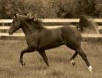 In the Open Field by Robert Dawson