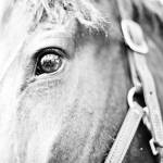 In the Stable I by Susan Bryant