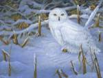 Incoming Snowy Owl by Carol Decker