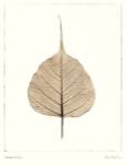 India Ficus by Alan Blaustein