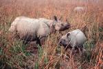 Indian Rhinoceros in Kaziranga National Park, India by Dee Ann Pederson / Danita Delimont