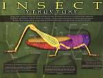 Insect Structure
