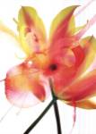 Internal Rapture 1 by S. & R. Rasheed