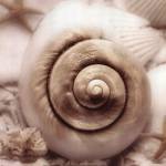 Iridescent Seashell I by Donna Geissler