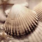 Iridescent Seashell II by Donna Geissler