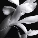 Iris by Darlene Shiels