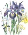 Iris by Jane W. Loudon